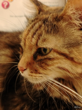 Обзор смартфона HONOR X7d: прочнее, дольше и с искусственным интеллектом