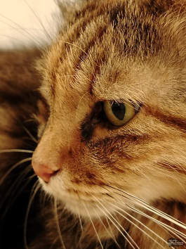 Обзор смартфона HONOR X7d: прочнее, дольше и с искусственным интеллектом