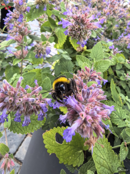 Обзор смартфона HUAWEI Pura 80: удобный флагман с «Алисой»