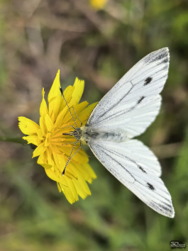 Обзор смартфона HUAWEI Pura 80: удобный флагман с «Алисой»