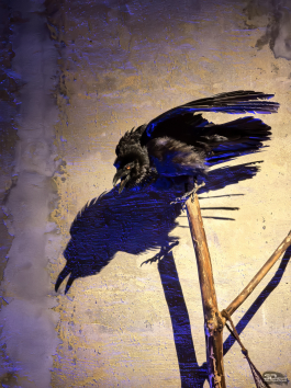 Обзор смартфона HUAWEI Pura 80: удобный флагман с «Алисой»