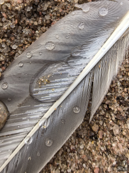 Обзор смартфона HUAWEI Pura 80: удобный флагман с «Алисой»