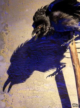 Обзор смартфона HUAWEI Pura 80: удобный флагман с «Алисой»