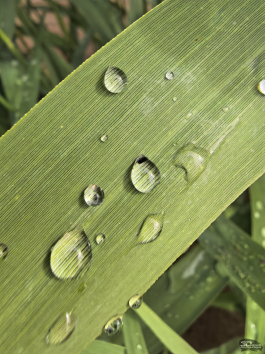 Обзор смартфона HUAWEI Pura 80: удобный флагман с «Алисой»