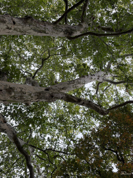 Обзор смартфона Apple iPhone 17: долгожданные улучшения