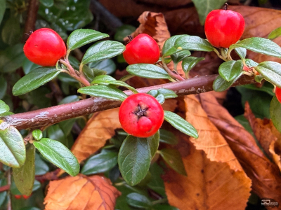 Обзор смартфона Apple iPhone 17: долгожданные улучшения