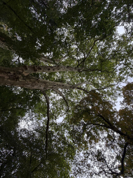 Обзор смартфона Apple iPhone 17: долгожданные улучшения