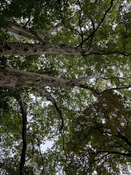 Обзор смартфона Apple iPhone 17: долгожданные улучшения