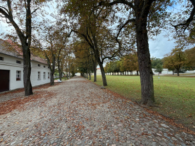 Обзор смартфона Apple iPhone 17: долгожданные улучшения