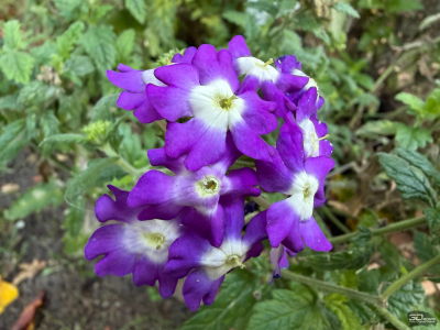 Обзор смартфона Apple iPhone 17: долгожданные улучшения