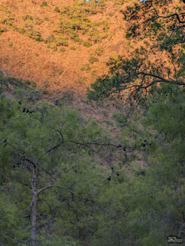 Обзор смартфона Google Pixel 10 Pro XL: магнитная аномалия