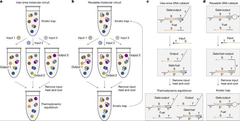 У мозга появился конкурент &mdash; ДНК-компьютер с невероятно доступным источником питания