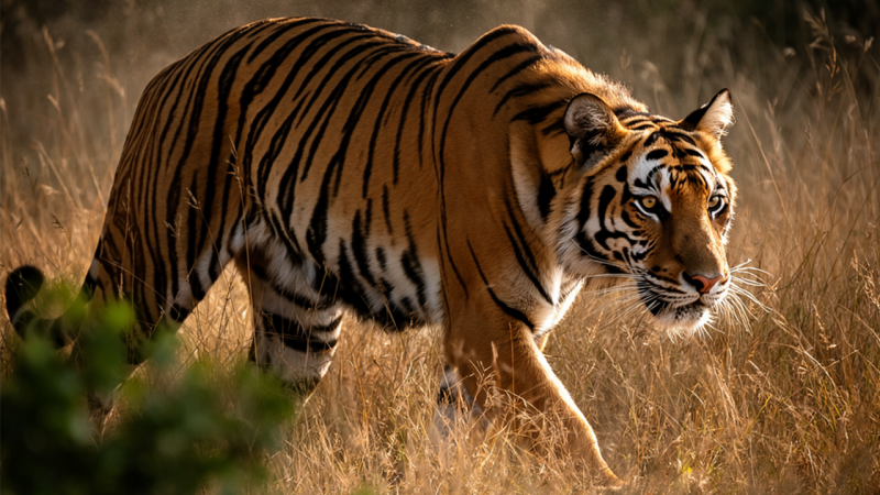 Black Forest Labs представила ИИ-генератор изображений FLUX.2 с оптимизацией для видеокарт GeForce RTX