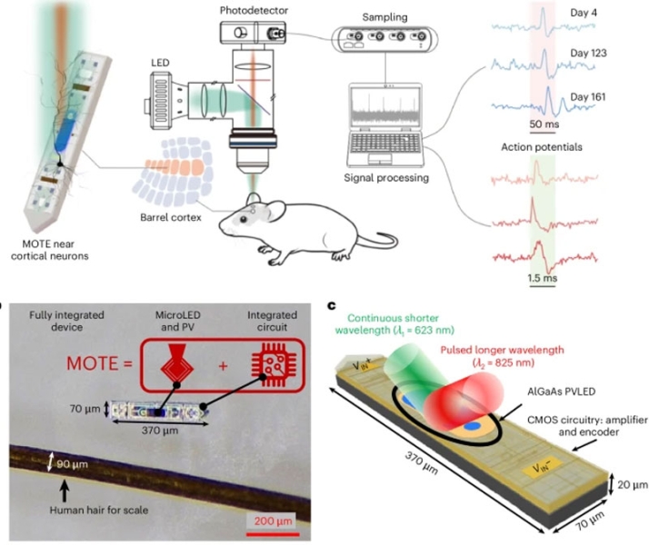 Нейроимплант уменьшили до размера нейрона и сделали его беспроводным &mdash; подопытные мыши его даже не заметили