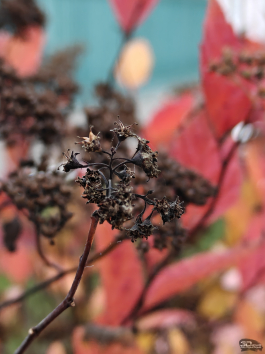 Обзор смартфона OnePlus 15: самый мощный смартфон осени 2025