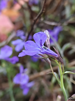 Обзор смартфона OnePlus 15: самый мощный смартфон осени 2025