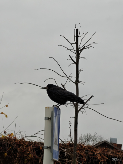 Обзор смартфона OnePlus 15: самый мощный смартфон осени 2025