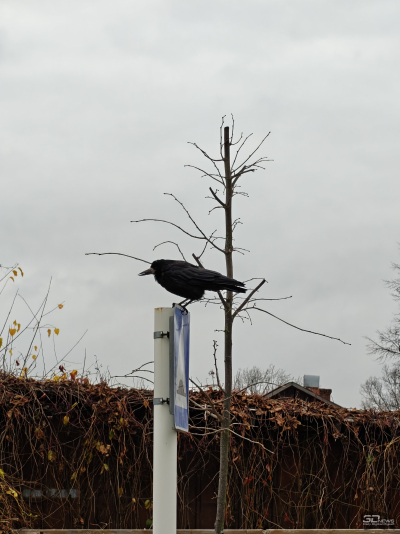 Обзор смартфона OnePlus 15: самый мощный смартфон осени 2025