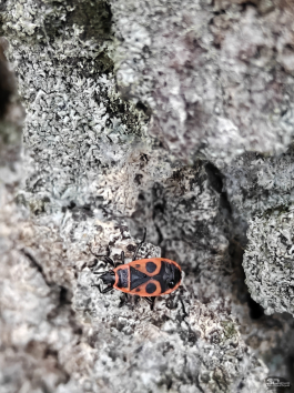 Обзор смартфона OnePlus 15: самый мощный смартфон осени 2025