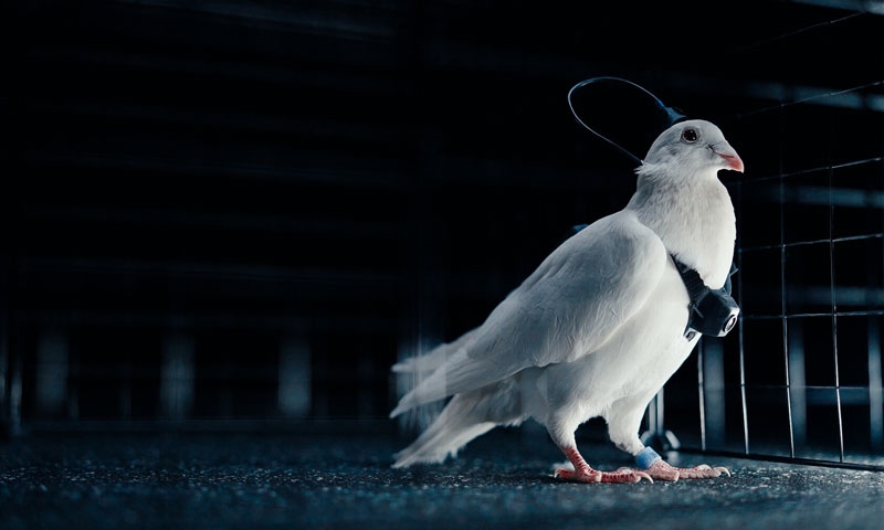 Российская Neiry представила управляемых &laquo;голубей-биодронов&raquo; PJN-1 &mdash; это живые птицы с чипированным мозгом