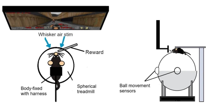 Крыс научили стрелять: эксперимент по обучению грызунов игре в Doom вышел на новый уровень