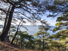 Обзор OnePlus 15R: почти флагман по цене смартфона среднего класса