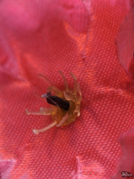 Обзор смартфона IQOO 15: время, вперед