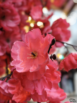 Обзор смартфона IQOO 15: время, вперед