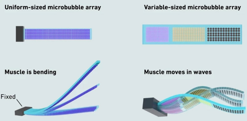 Швейцарские учёные создали мягкого робота с искусственными мышцами из пузырьков воздуха