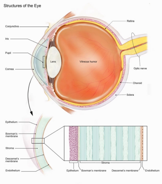 Слепому человеку впервые вернули зрение с помощью напечатанной на 3D-принтера роговицей