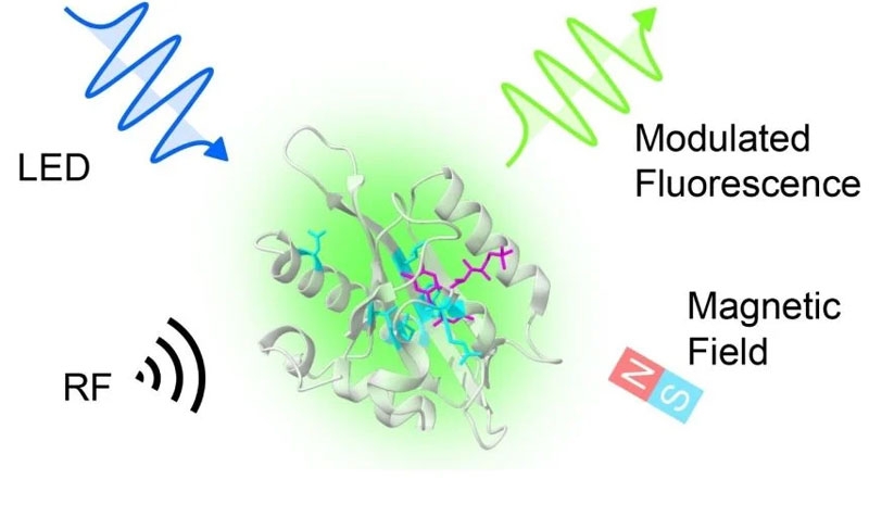 Биоинженеры впервые встроили квантовый механизм в природный белок