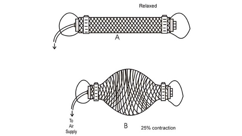 Слабонервным не смотреть: японцы создали анатомически точную копию робопса с мышцами и без кожи