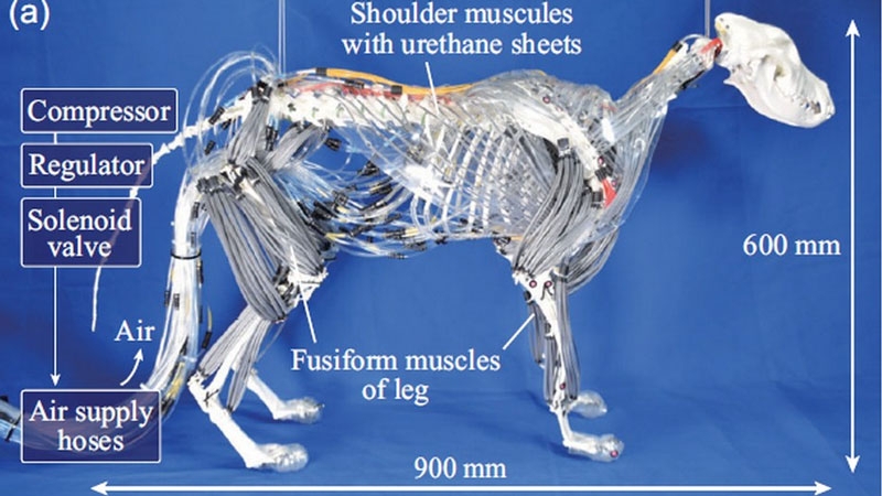 Слабонервным не смотреть: японцы создали анатомически точную копию робопса с мышцами и без кожи