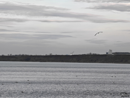 Обзор смартфона HONOR Magic 8 Pro: немного лучше во всем