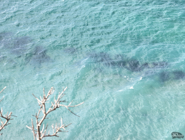 Обзор смартфона HONOR Magic 8 Pro: немного лучше во всем