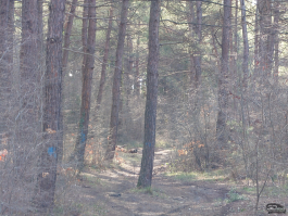 Обзор смартфона Sony Xperia 1 VII: на последнем дыхании