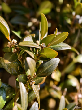 Обзор смартфона vivo X300 Pro: маленькие изменения, которые ведут к большому результату