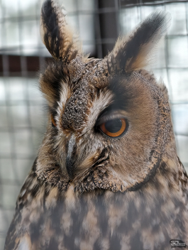 Обзор смартфона vivo X300 Pro: маленькие изменения, которые ведут к большому результату