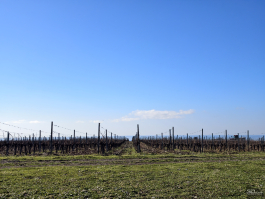 Обзор смартфона vivo X300 Pro: маленькие изменения, которые ведут к большому результату