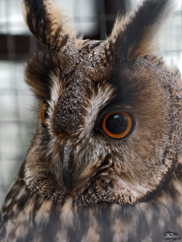 Обзор смартфона vivo X300 Pro: маленькие изменения, которые ведут к большому результату