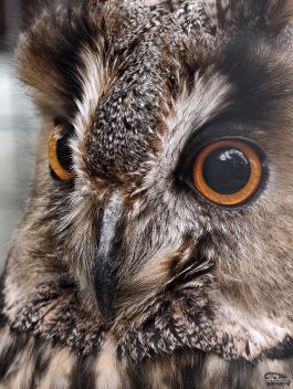 Обзор смартфона vivo X300 Pro: маленькие изменения, которые ведут к большому результату