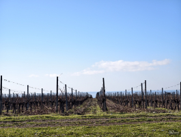 Обзор смартфона vivo X300 Pro: маленькие изменения, которые ведут к большому результату