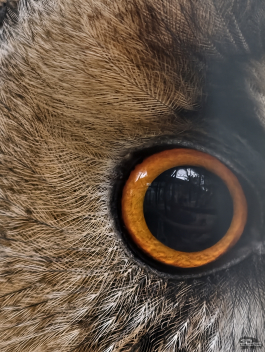 Обзор смартфона vivo X300 Pro: маленькие изменения, которые ведут к большому результату