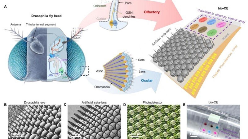 В Китае создали «глаз мухи» для дронов с панорамным зрением и встроенным «обонянием»