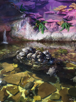 Обзор Infinix NOTE 60 Pro: смартфон с двумя экранами