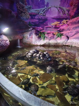 Обзор Infinix NOTE 60 Pro: смартфон с двумя экранами