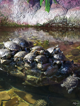 Обзор Infinix NOTE 60 Pro: смартфон с двумя экранами