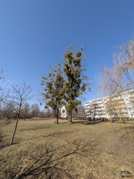 Обзор смартфона Google Pixel 10a: Google, где изменения?