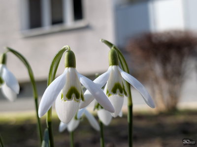 Обзор смартфона Google Pixel 10a: Google, где изменения?