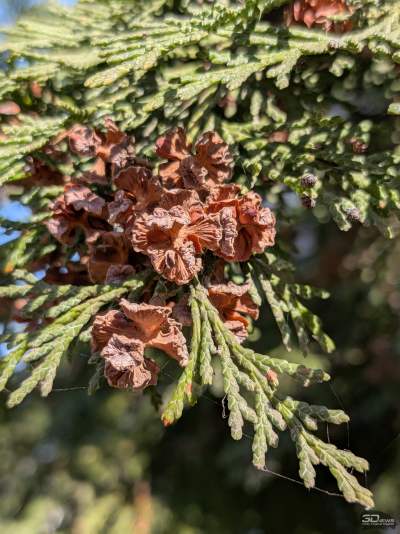 Обзор смартфона Google Pixel 10a: Google, где изменения?